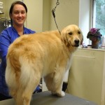 Fur Talk With Our Own Groomer Sandra Berg – from Lucky’s B&B